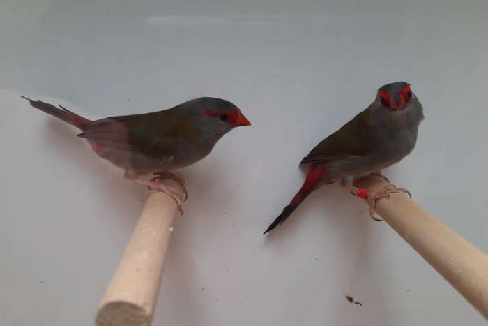 verschillende tropische vogels