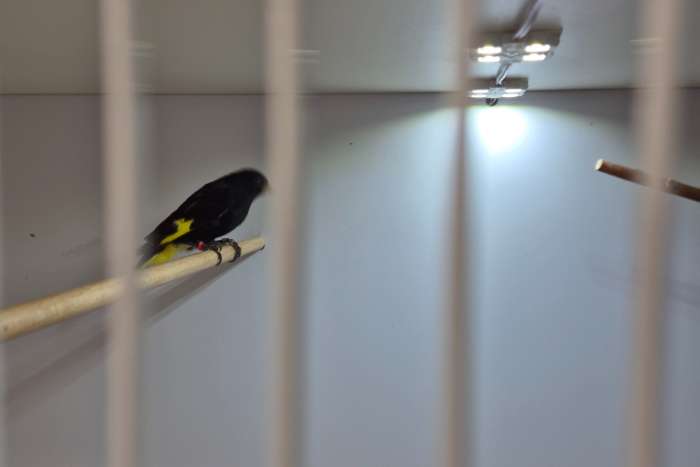 zwarte sijs zwarte sijzen