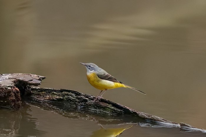 1-1 grote gele kwikstaarten