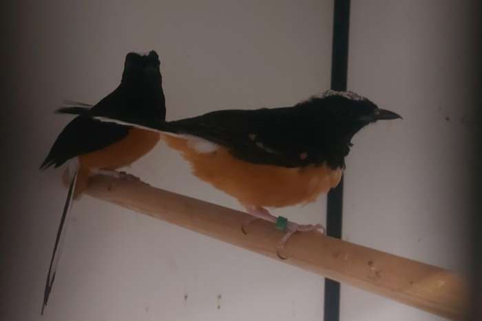 koppel witkruin schamalijsters