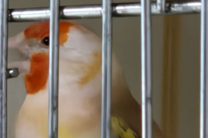 superbe chardonneret majeur