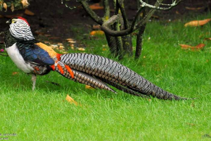 lady amherst fazanten