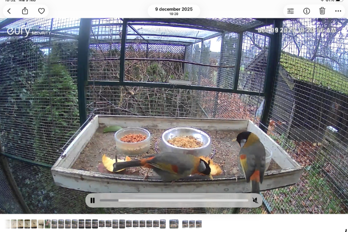 zilveroor nachtegalen