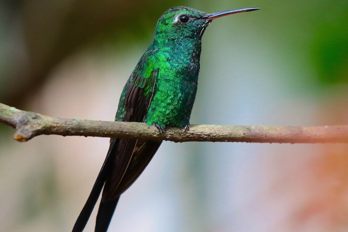 cuban emerald, riccordia ricordii