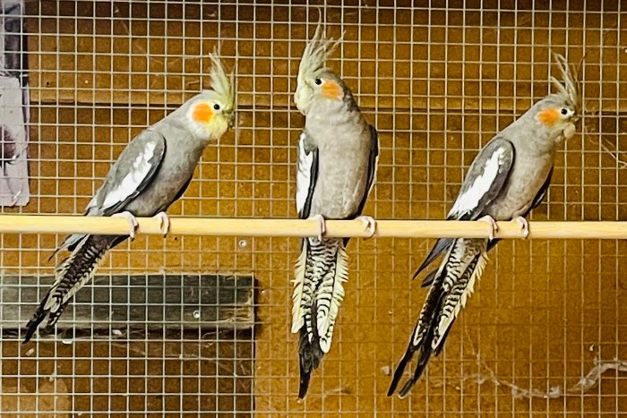 te koop valkparkieten