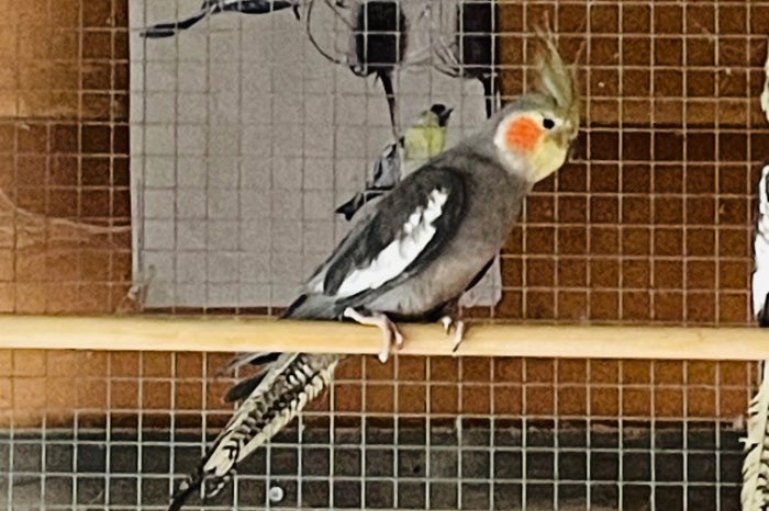 te koop valkparkieten