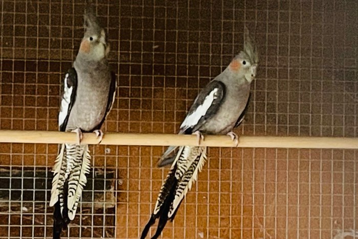 te koop valkparkieten