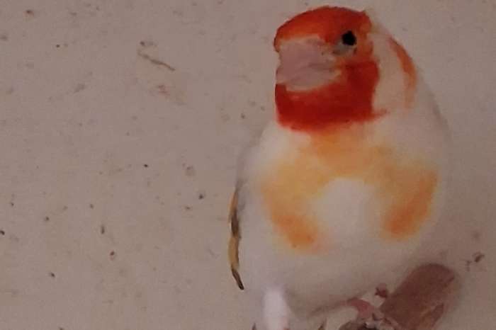 surplus distelvinkmannen