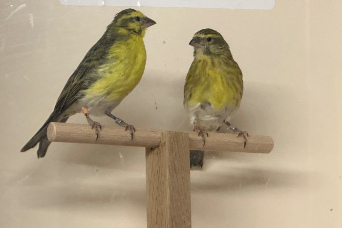 1.1 paar weissbauchgirlitz cini girlitz (crithagra dorsostriata)