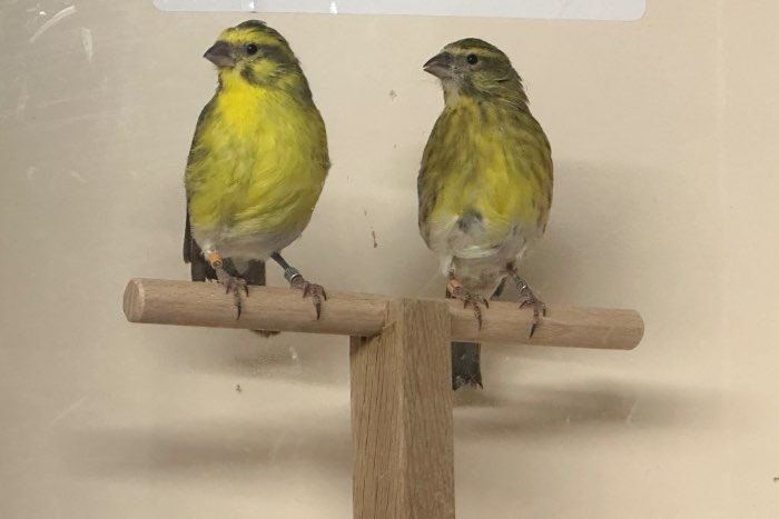 1.1 paar weissbauchgirlitz cini girlitz (crithagra dorsostriata)