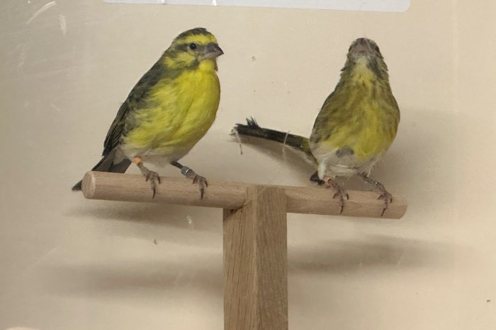 1.1 paar weissbauchgirlitz cini girlitz (crithagra dorsostriata)