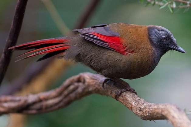 trochalopteron formosus