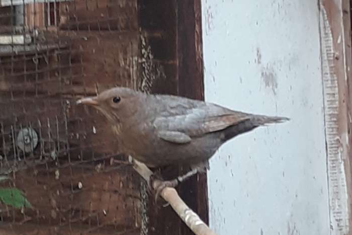 merels, mutatie poppen