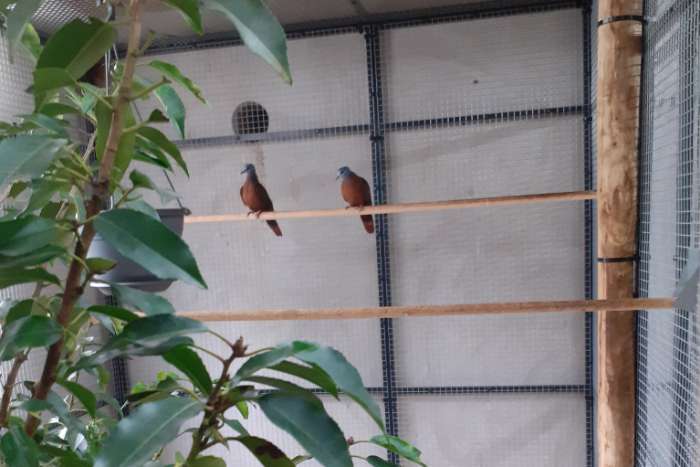 blauwkop bosduifjes / turtur brehmeri