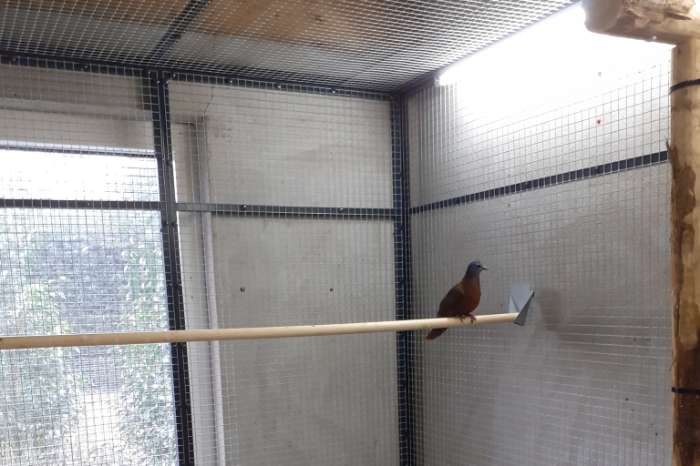 blauwkop bosduifjes / turtur brehmeri