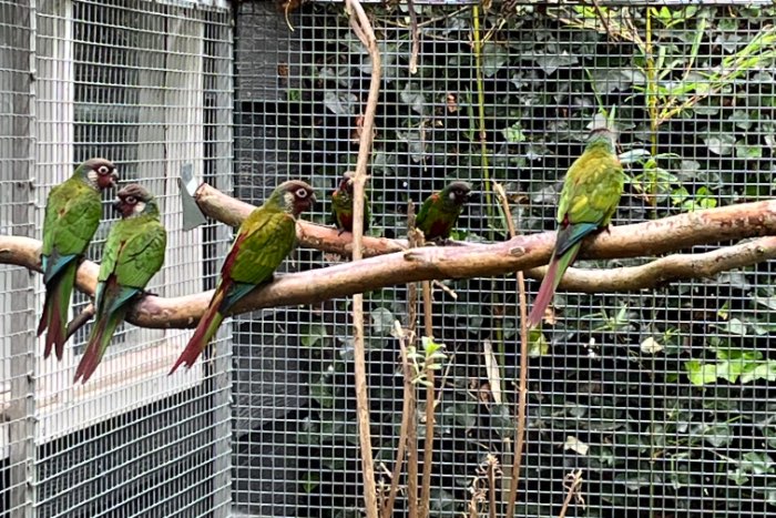 1kweekkoppel pyrrhura leucotis edge/gezoomd, uniek!