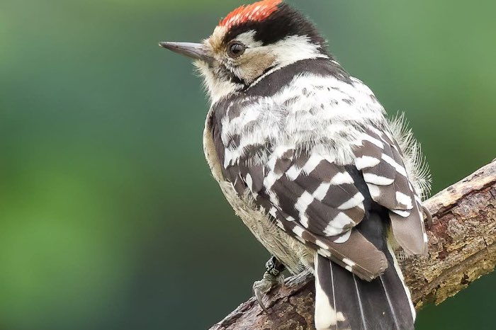 1-0 kleine bonte specht (dryobtates minor)