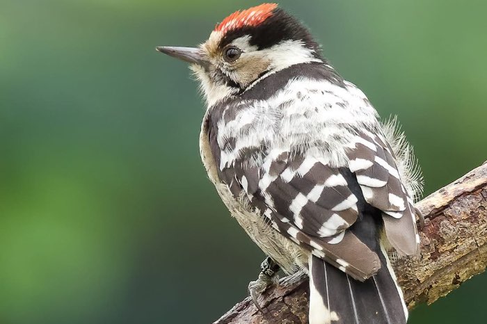 1-0 kleine bonte specht ( dryobates minor)