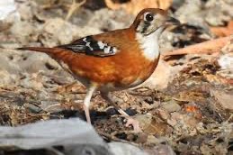 koppel timor lijsters geringd 2025