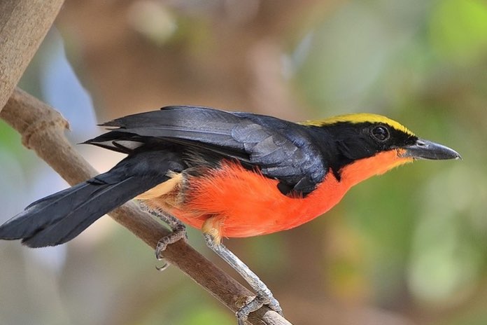 bewezen koppel goudkapfiscaal