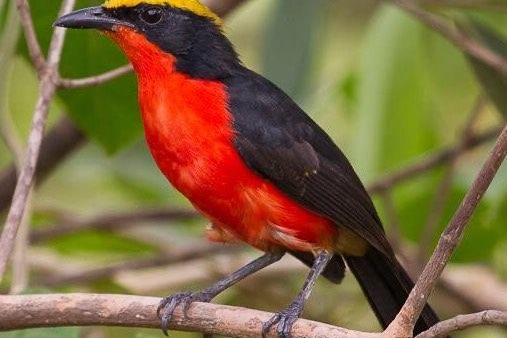 bewezen koppel goudkapfiscaal