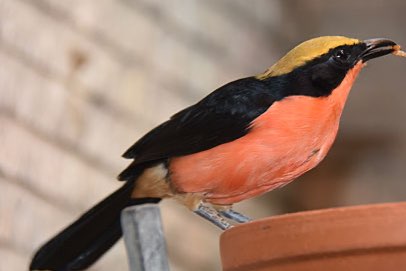 bewezen koppel goudkapfiscaal