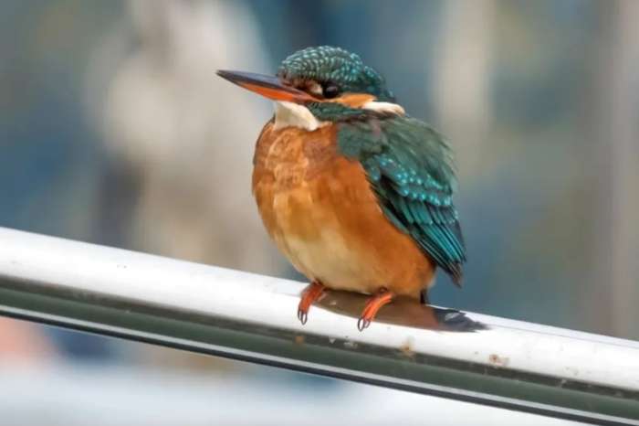 common kingfisher