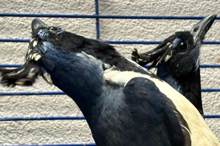 beschte frënn black-throated magpie-jay