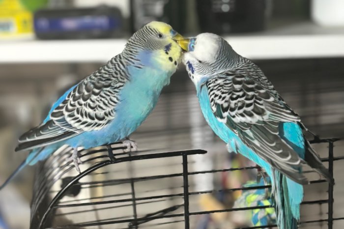 gratis 2 grasparkieten incl kooi