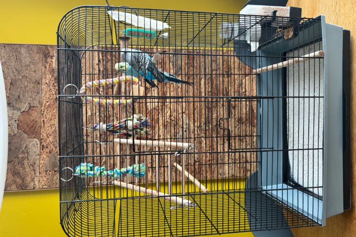 gratis 2 grasparkieten incl kooi