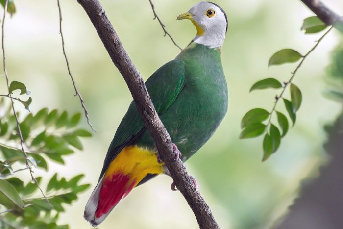 2-0 zwartnek fruitduif (ptillinopus melanospilla)