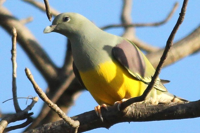 2-0 zwartnek fruitduif (ptillinopus melanospilla)