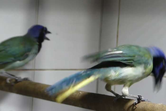 green jay vugel.