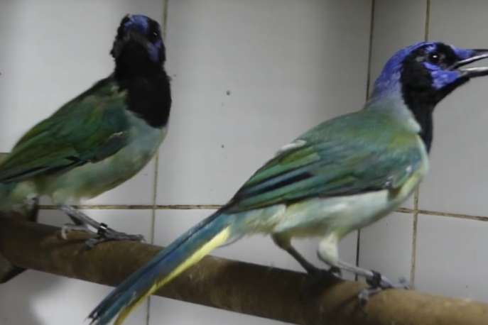green jay vugel.