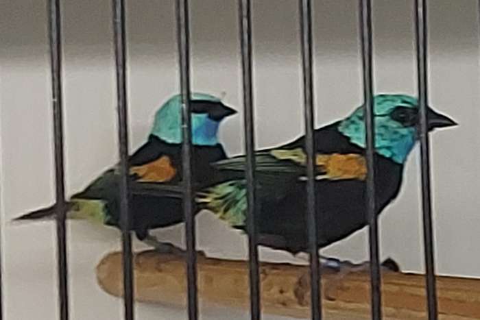 koppel azuurkoptangara's