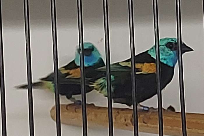 koppel azuurkoptangara's