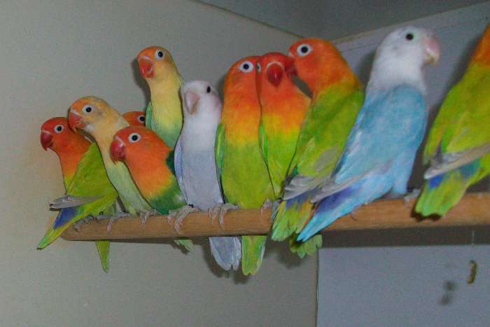 dilute opaline  fischerie.