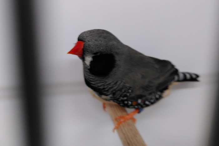 aangeboden: zwartwang / zwartwang zebravink man