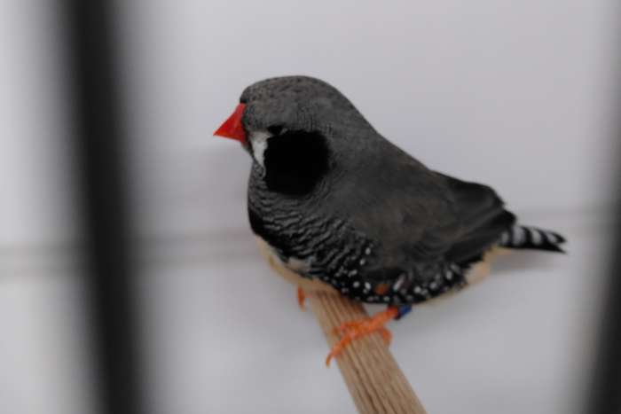 aangeboden: zwartwang / zwartwang zebravink man