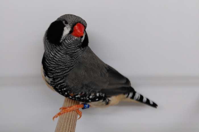 aangeboden: zwartwang / zwartwang zebravink man