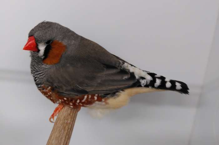 aangeboden: grijze zebravink man split voor zwartwang .