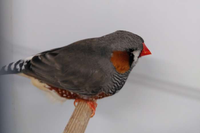 aangeboden: grijze zebravink man split voor zwartwang .