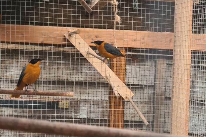 1-1 sneeuwkruin tapuiten