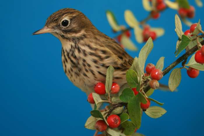 europese soorten (graspieper, blauborst, ...)