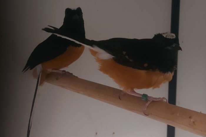 koppel witkruin schamalijsters