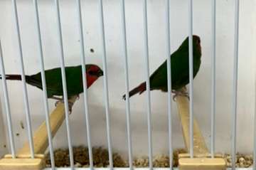 roodkoppapegaaiamadine