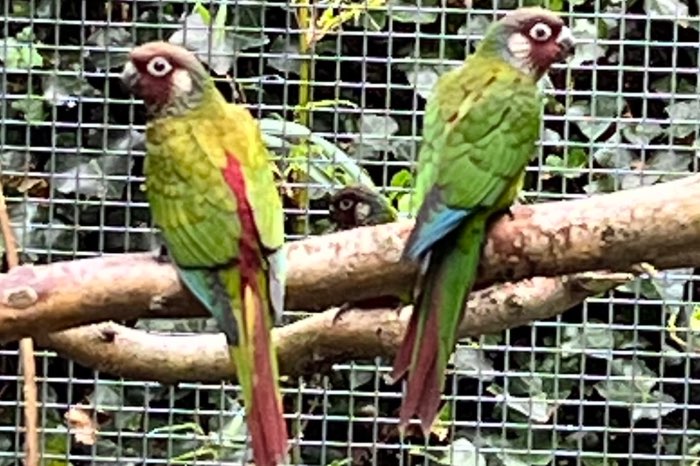 kweekkoppel pyrrhura leucotis edge/gezoomd, uniek!