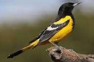 0.1 scott trupial pop gezocht