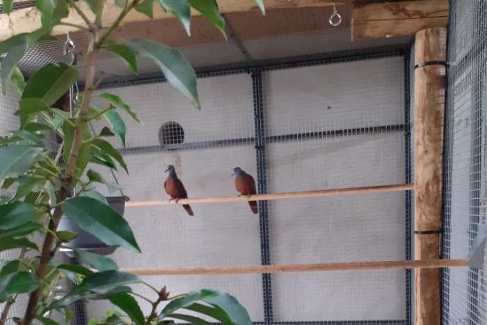 blauwkop bosduifjes / turtur brehmeri