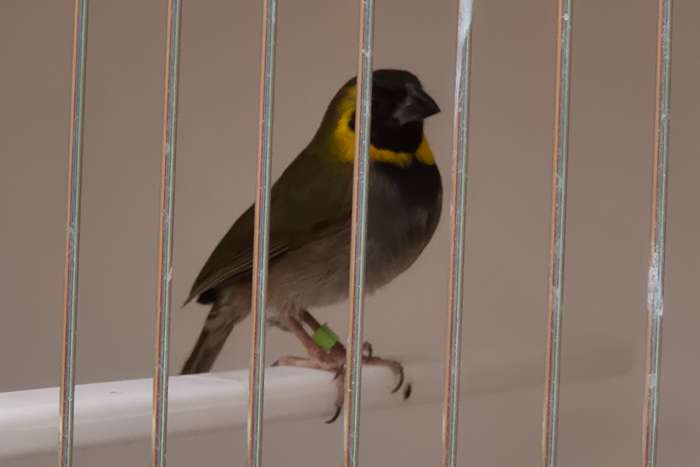 ### 1 - 0 kleine cubavink ek 2025 ###